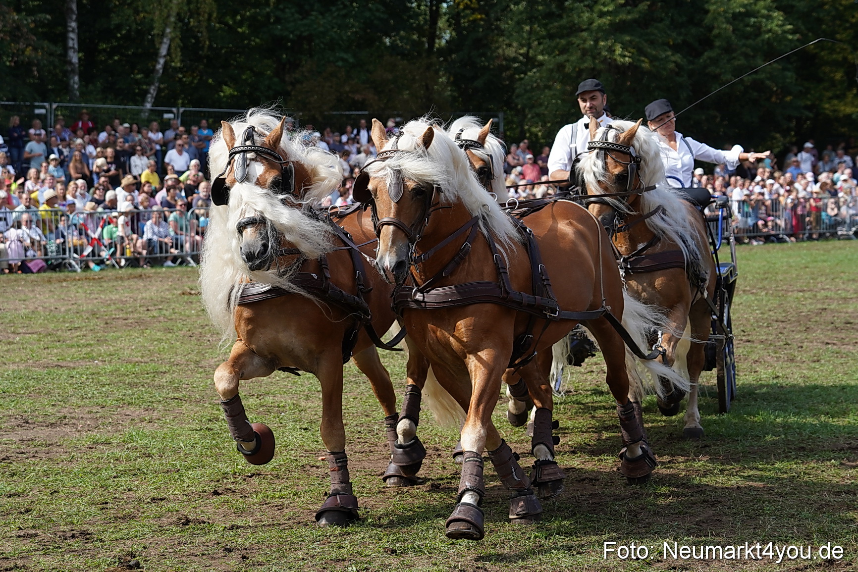 Pferde und Fohlenschau 2022 0255 